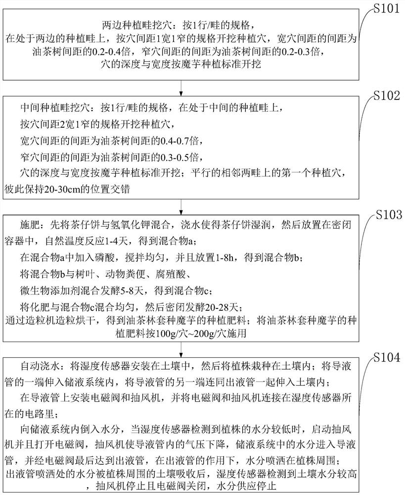 A planting method and planting device for interplanting konjac in Camellia oleifera forest