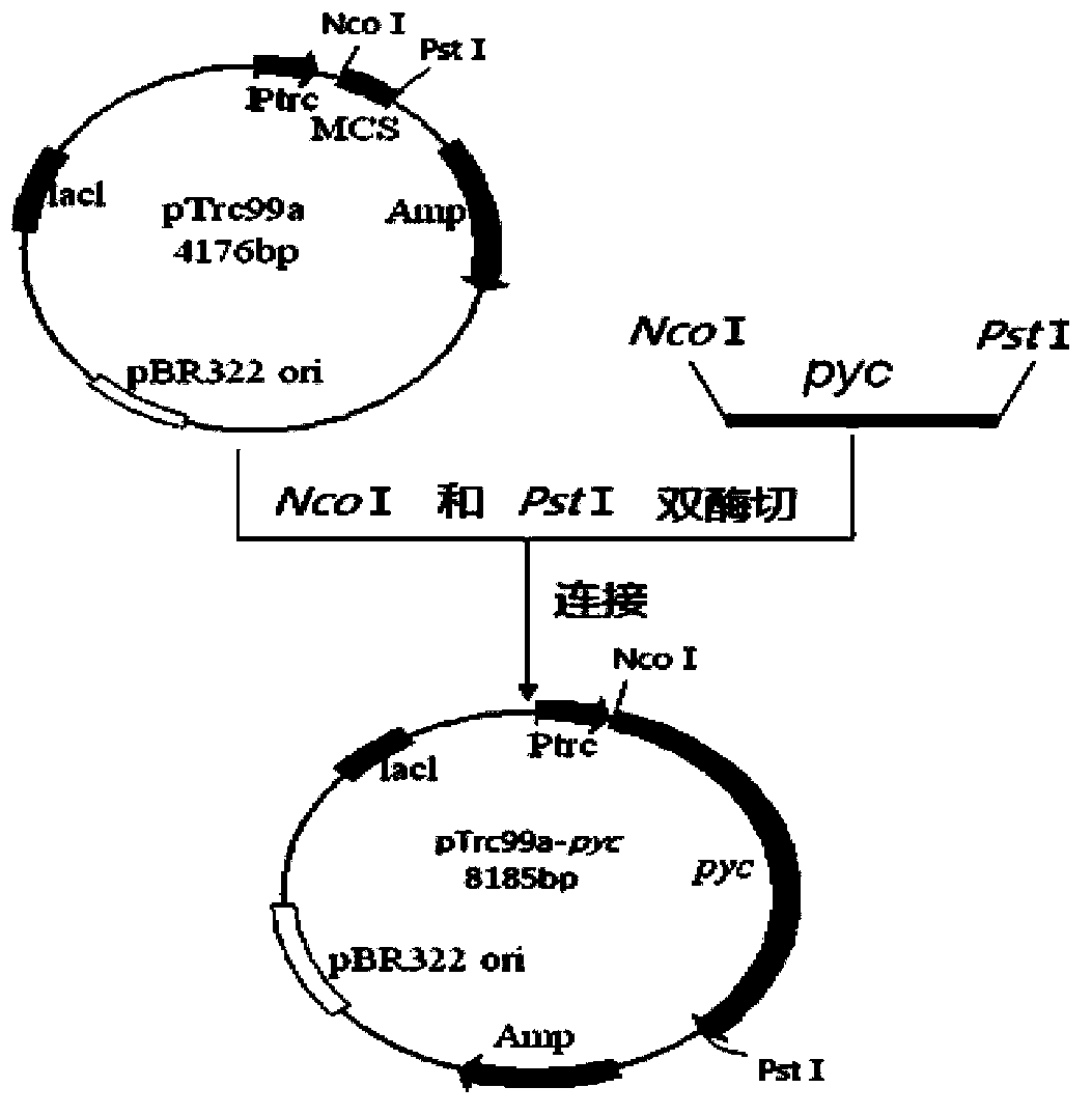 Genetic engineering bacterium for producing succinic acid, and construction and application thereof