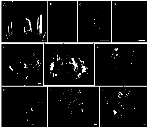 Method for creating ornamental rice germplasm by using two rice zinc finger protein genes