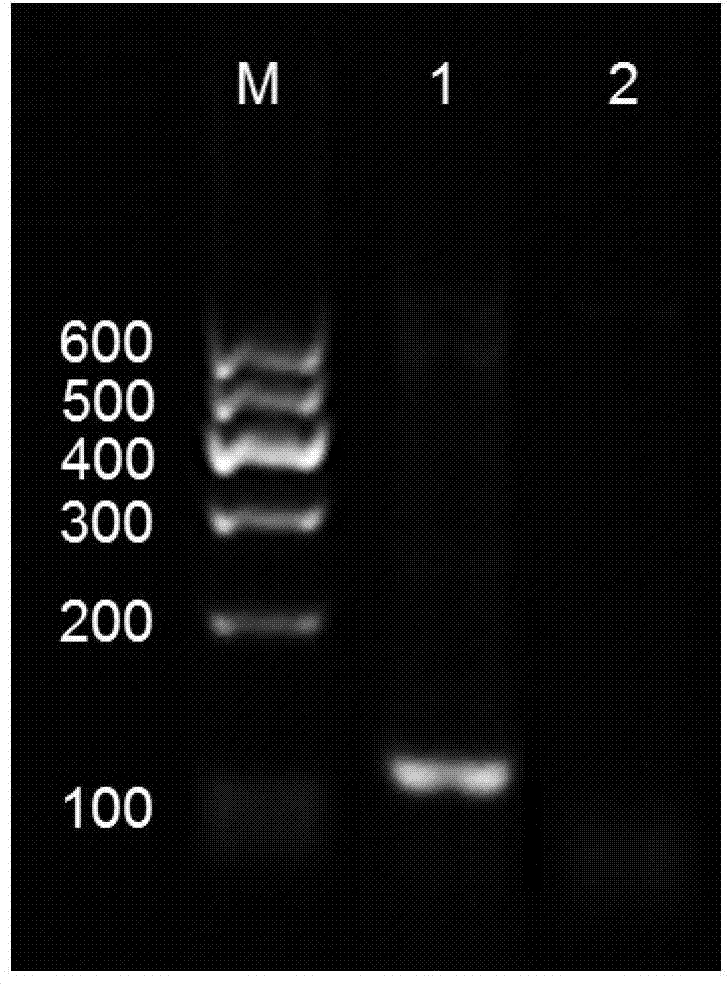 Nucleic acid detection method for separating luminous marker based on magnetic beads and nucleic acid hydrolysis