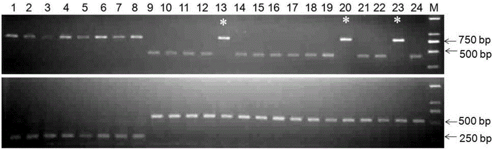 Method for identifying sika deer, red deer or other hybridized deer on basis of COI and SRY sequences