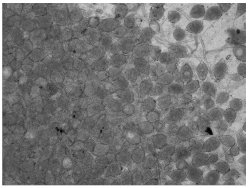 A culture medium for inducing spore production of Phytophthora capsici, preparation method and application