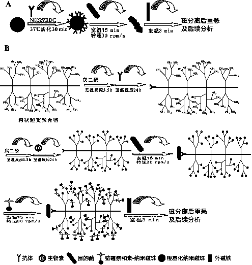 Method for enriching and separating helicobacter pylori