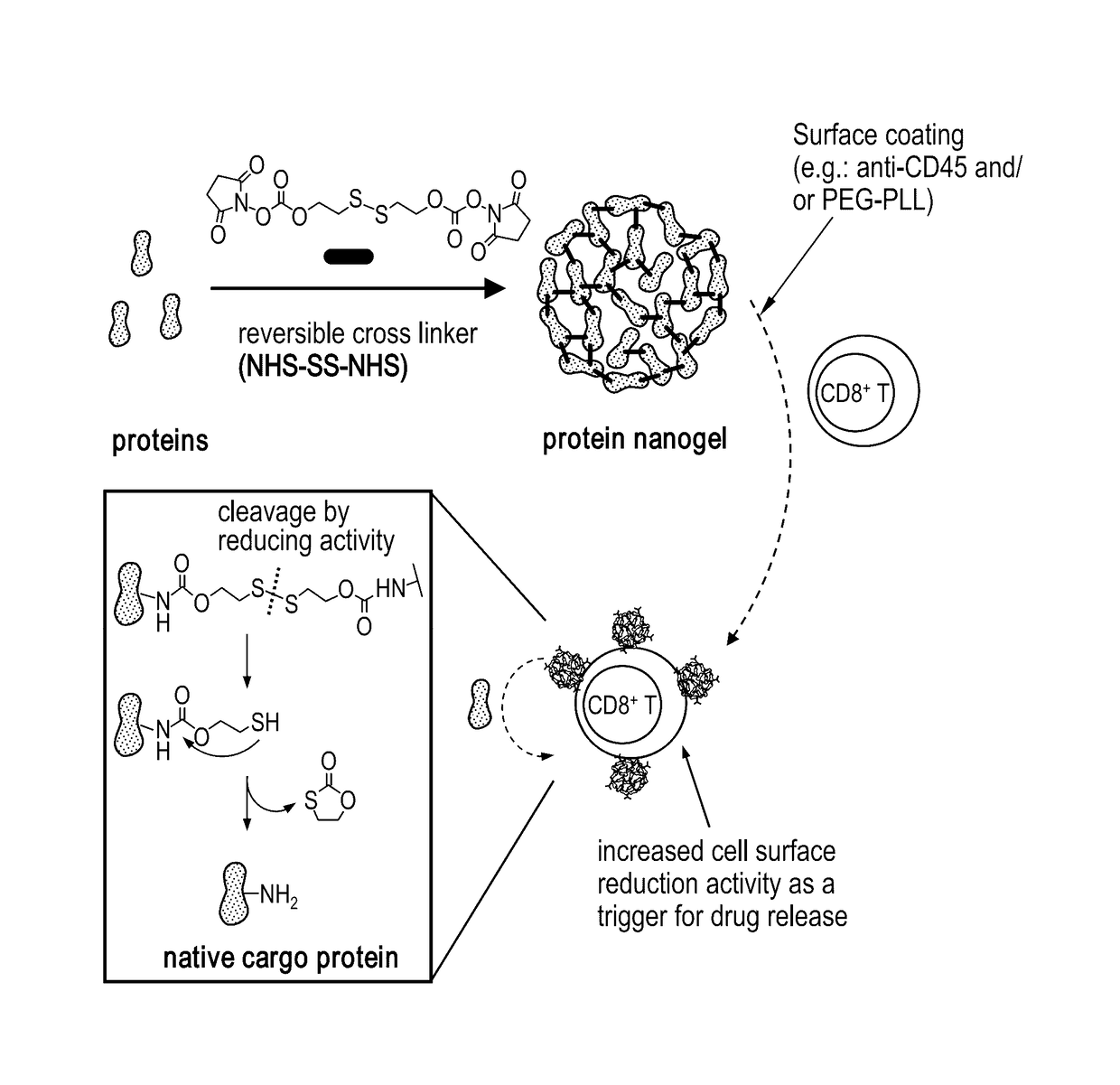 Cell surface coupling of nanoparticles