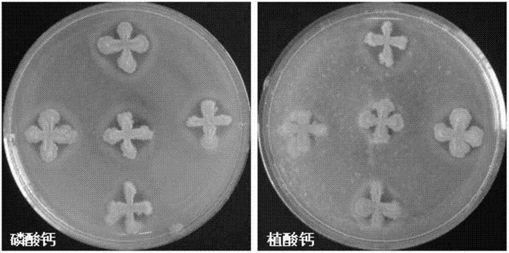 Bacillus capable of degrading slightly soluble phosphorus and organophosphorous pesticide