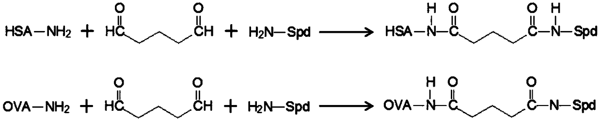Anti-spermidine monoclonal antibody hybridoma cell strain 4E4 and monoclonal antibody and application thereof
