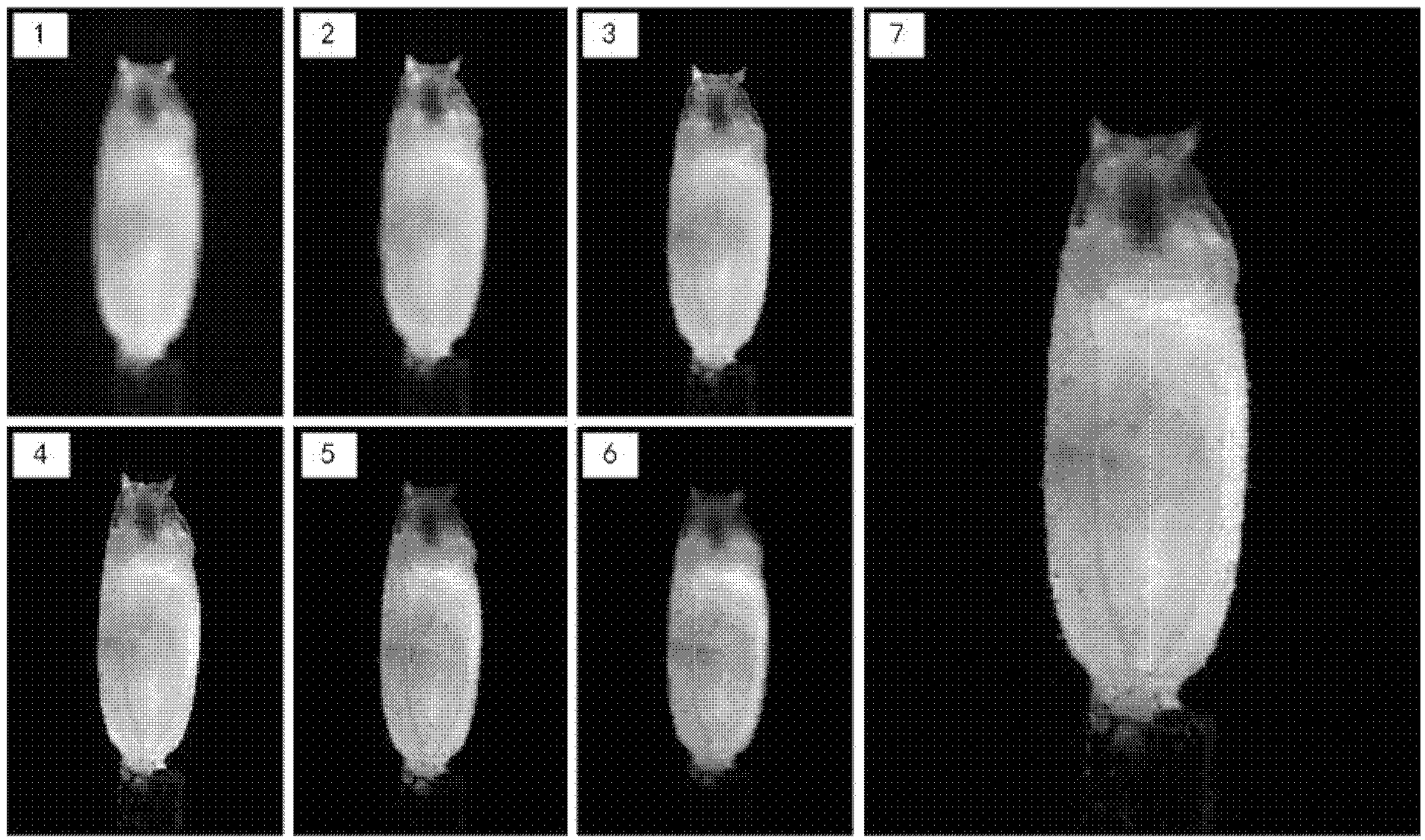 Optical projection tomography image capturing method based on depth-of-field fusion