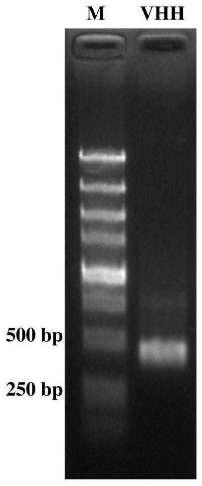 Encoding gene of green fluorescent protein nanobody and its preparation method and application