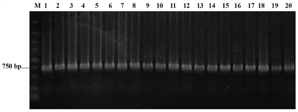 Encoding gene of green fluorescent protein nanobody and its preparation method and application