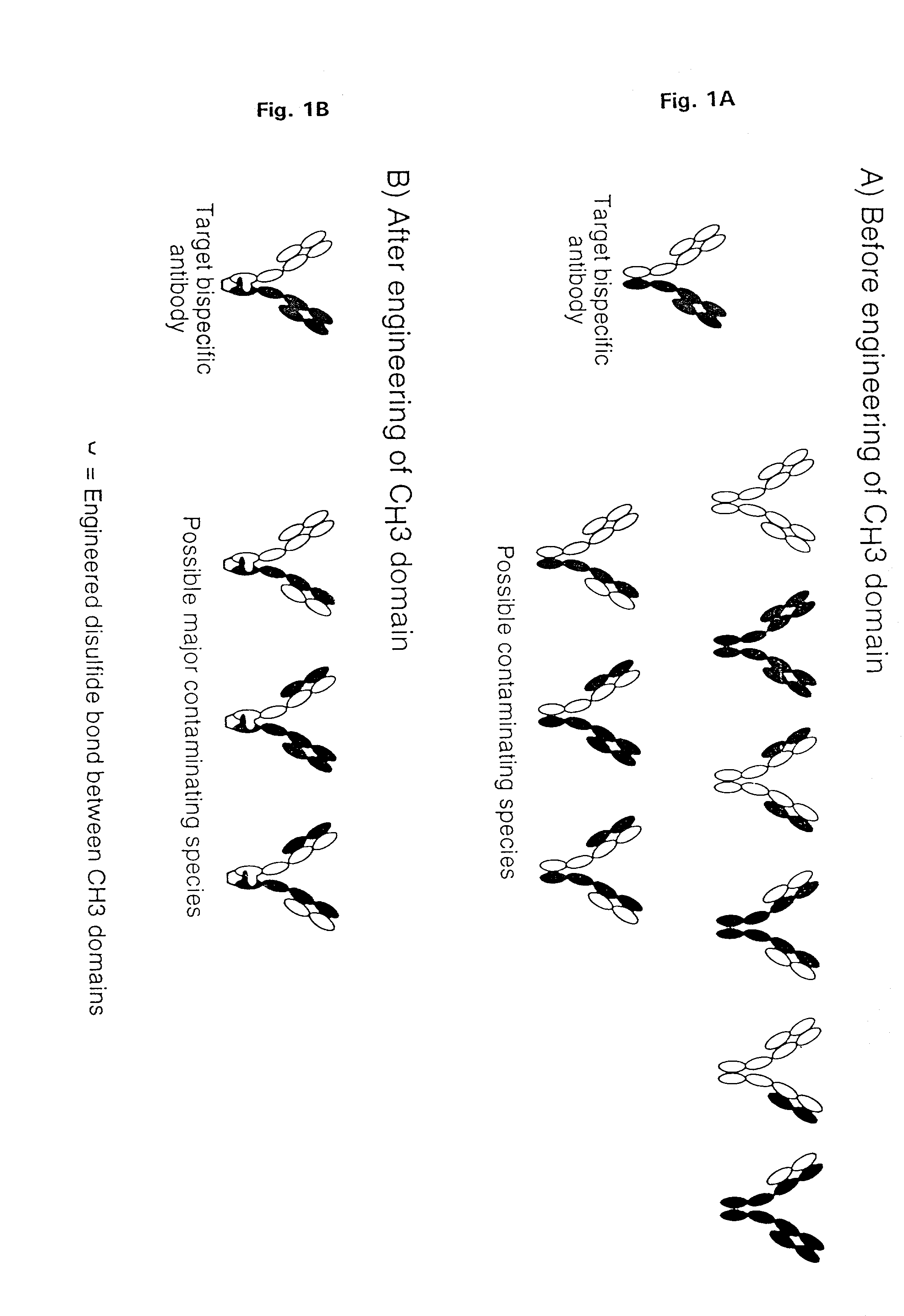 Method for making multispecific antibodies having heteromultimeric and common components