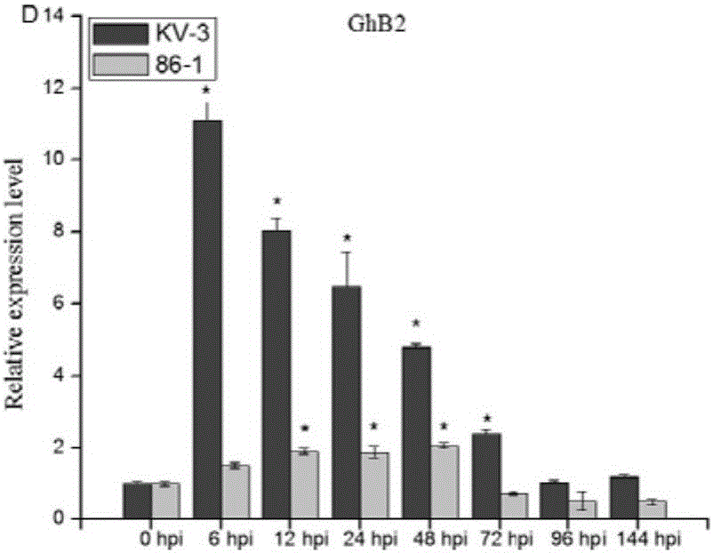Gossypium hirsutum GhB2 protein as well as encoding gene and application thereof