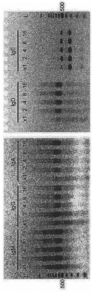 T cell receptor and b cell receptor repertoire analysis system, and use of same in treatment and diagnosis