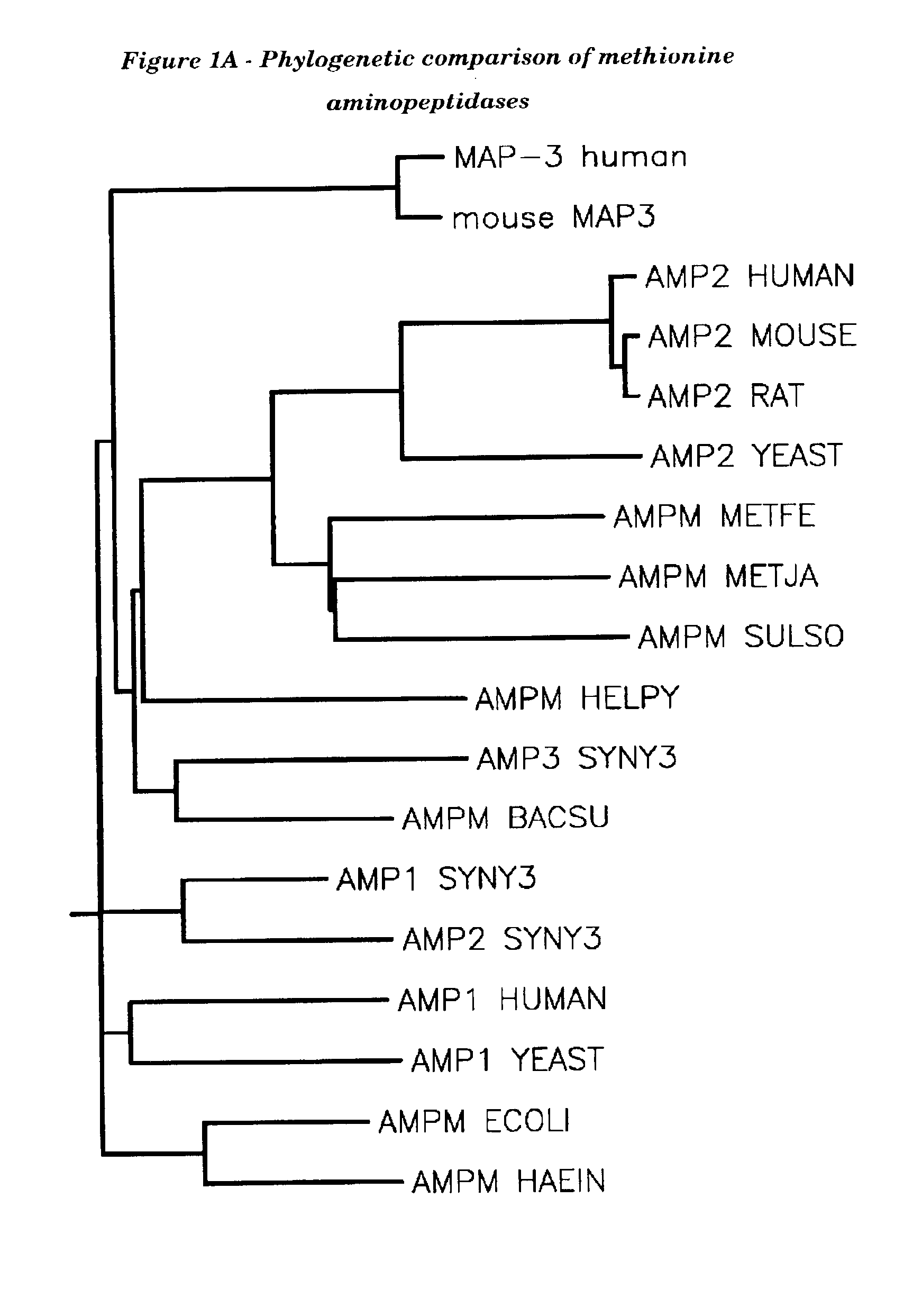 Human methionine aminopeptidase type 3