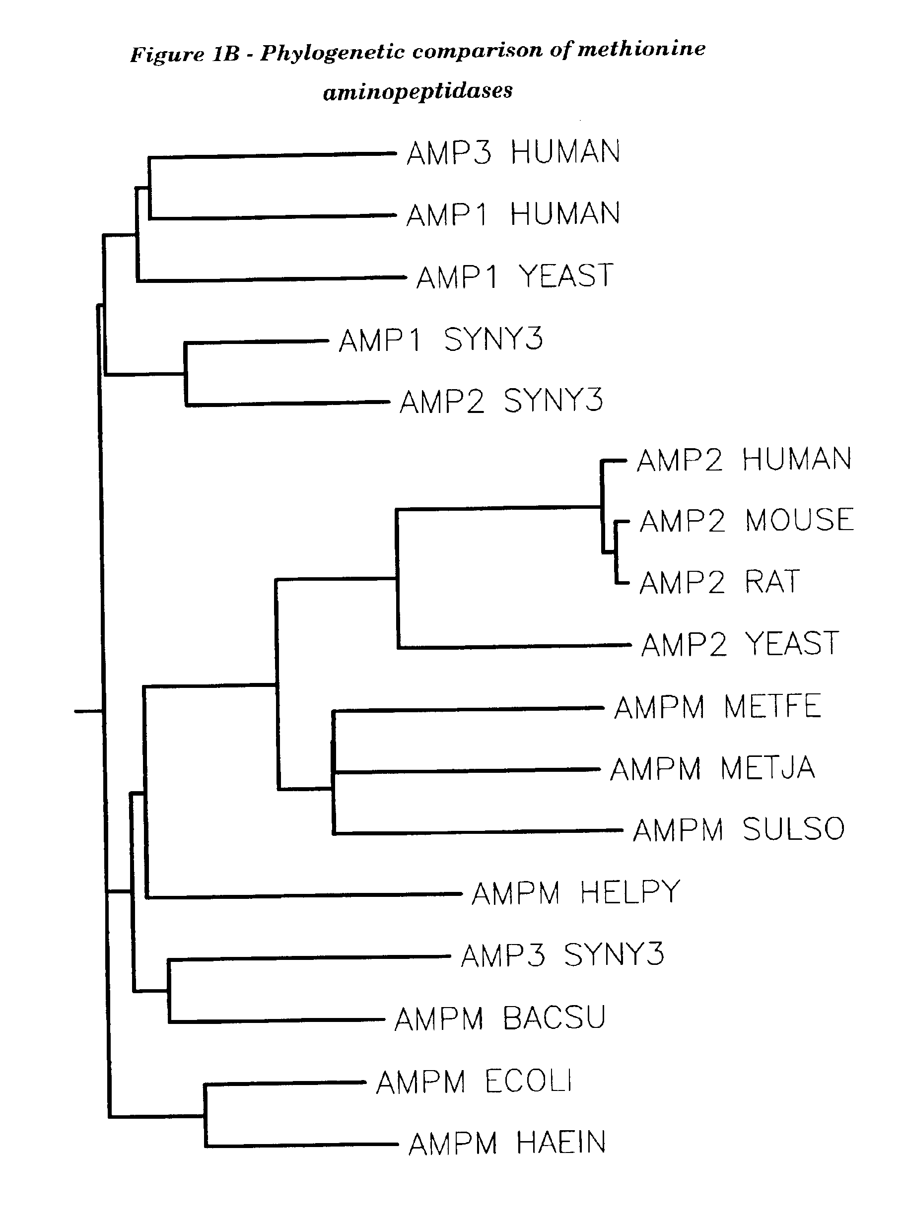 Human methionine aminopeptidase type 3