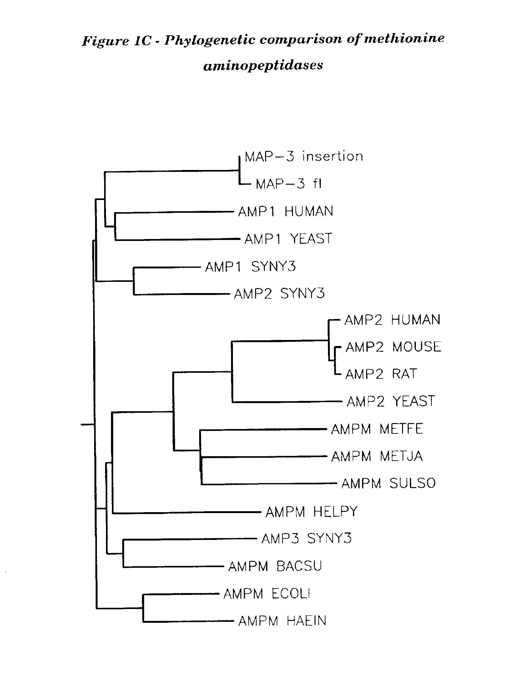 Human methionine aminopeptidase type 3