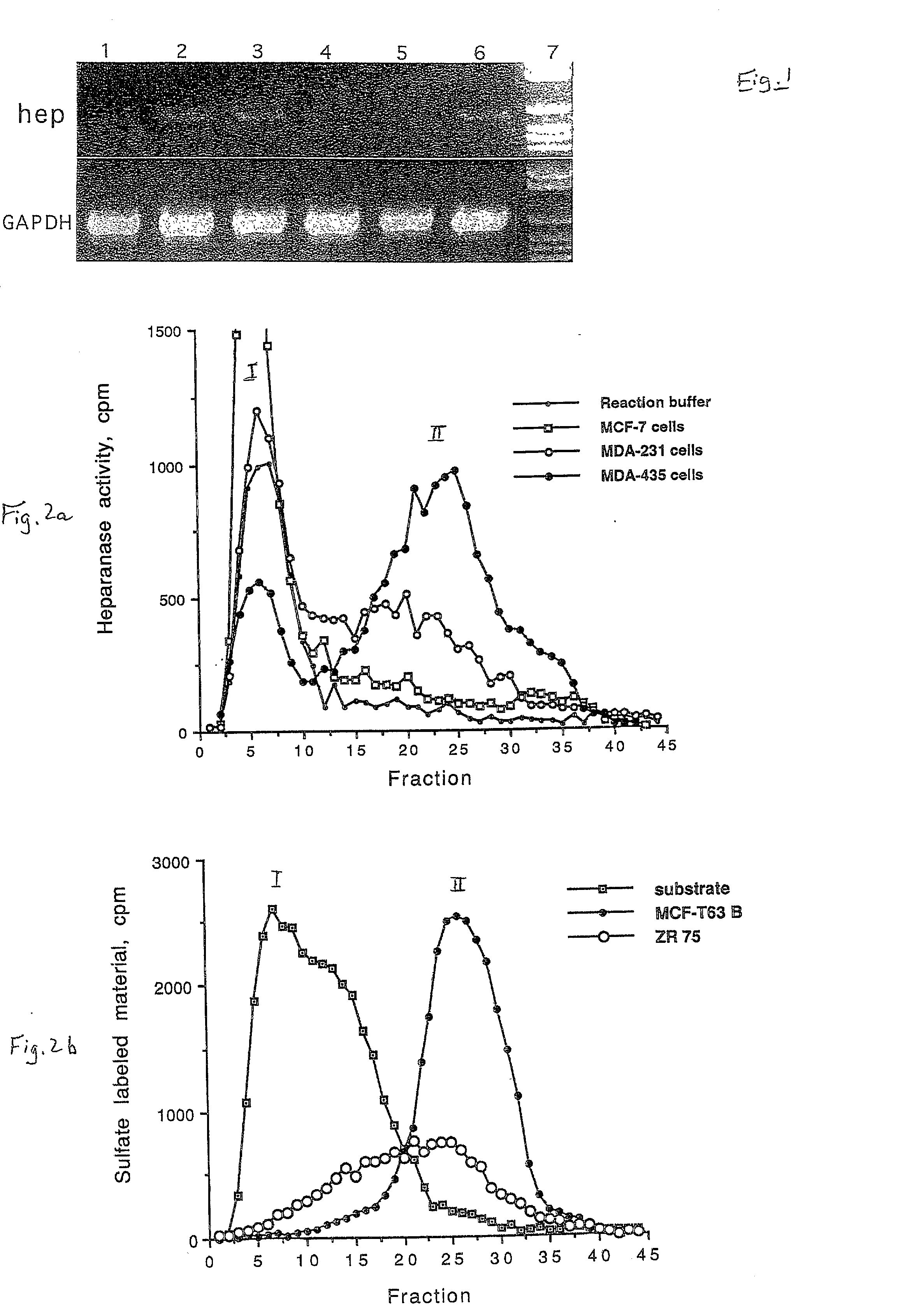 Heparanase specific molecular probes and their use in research and medical applications