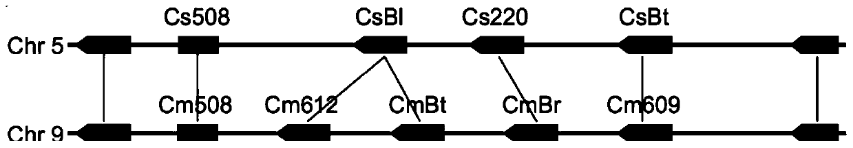 Transcription factors participating in regulating and controlling synthesis of bitter principles of cucumis melo and application of transcription factors