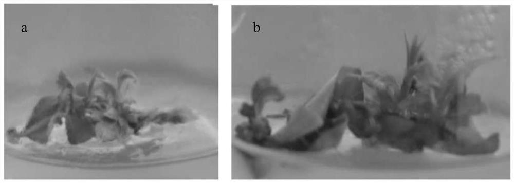 A method for constructing direct organogenesis regeneration pathway of Dangshansu pear