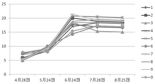 A method for high-efficiency large-scale cultivation of Houttuynia cordata