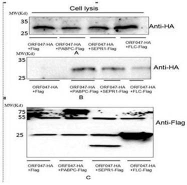 Yeast cDNA library and construction method of a sheep testis fibroblast membrane system