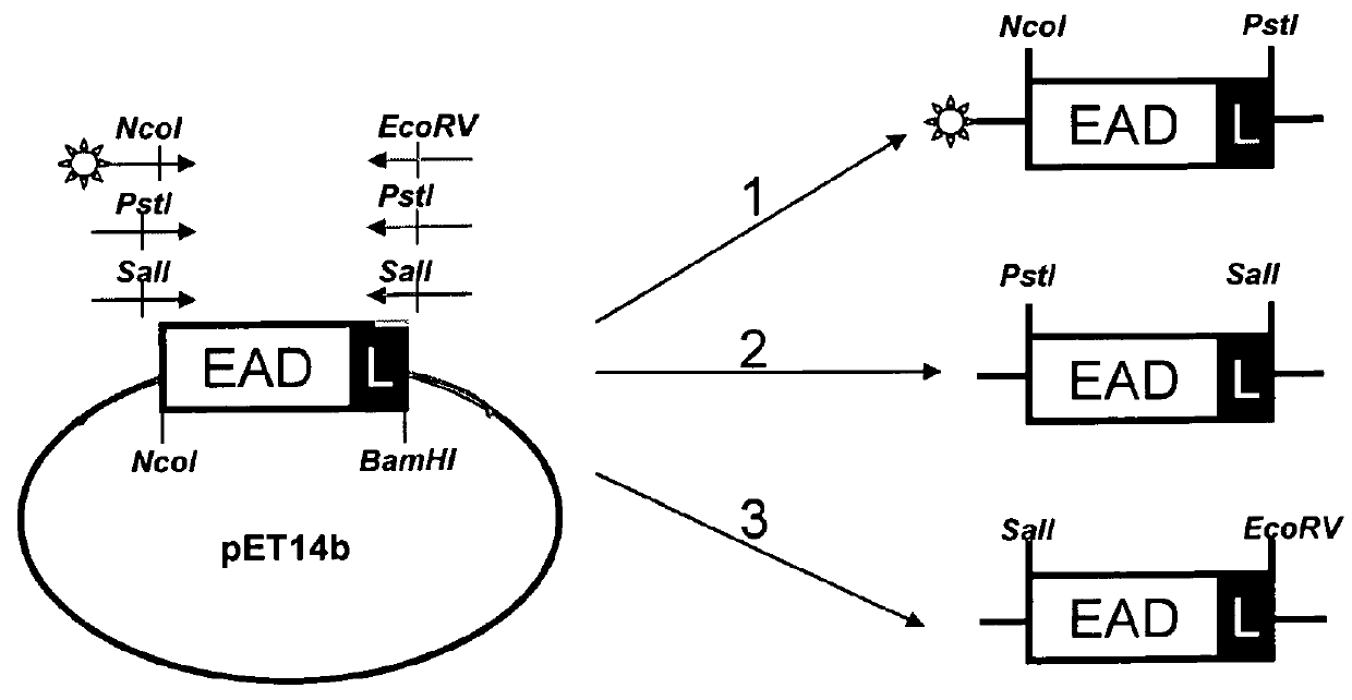 Methods of generating and screening for lytic chimeric polypeptides