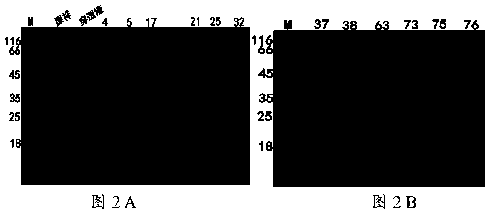 Bombyx natural immune protein Hemolin and purifying method thereof