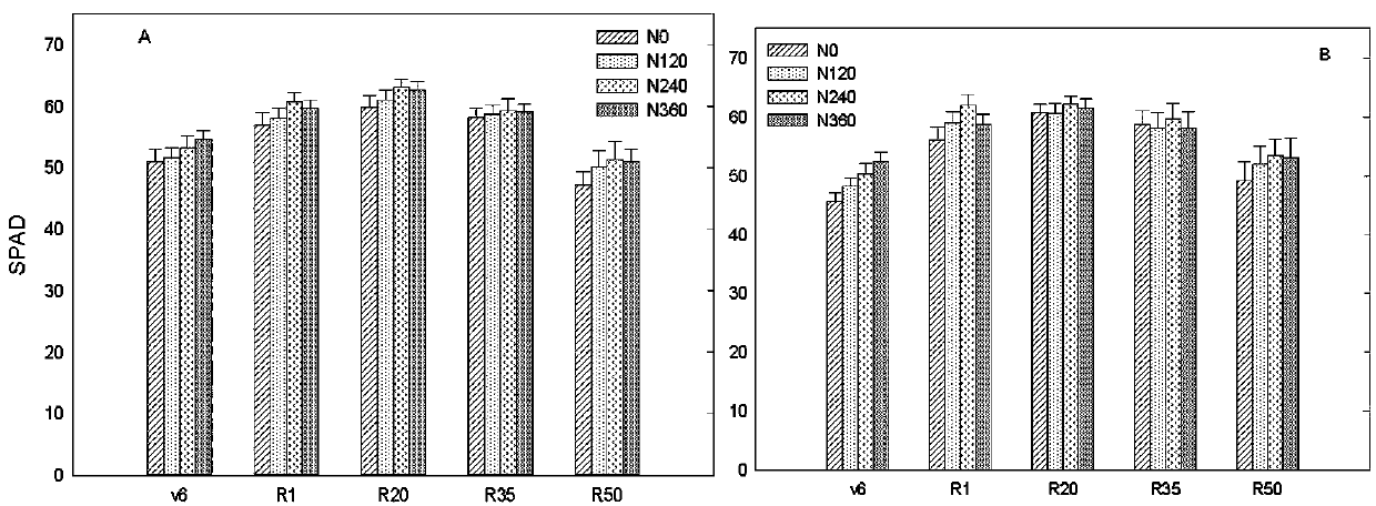 High-yielding Cultivation Method Based on Differences of Carbon and Nitrogen Metabolism in Maize