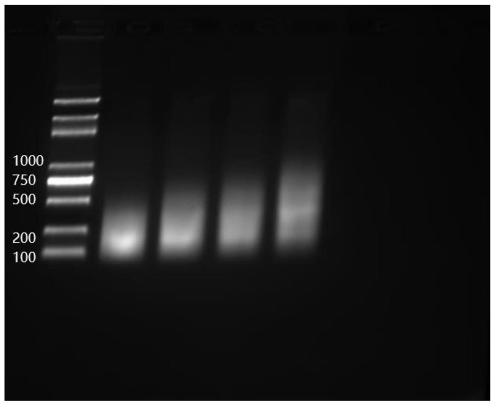 Cot DNA suitable for bisulfite sequencing and preparation method and application thereof