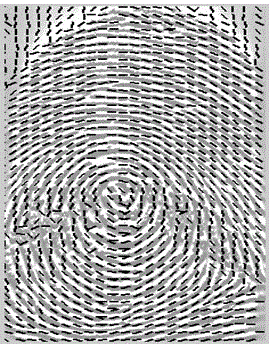 Fingerprint direction field calculation method based on improved partial differential model