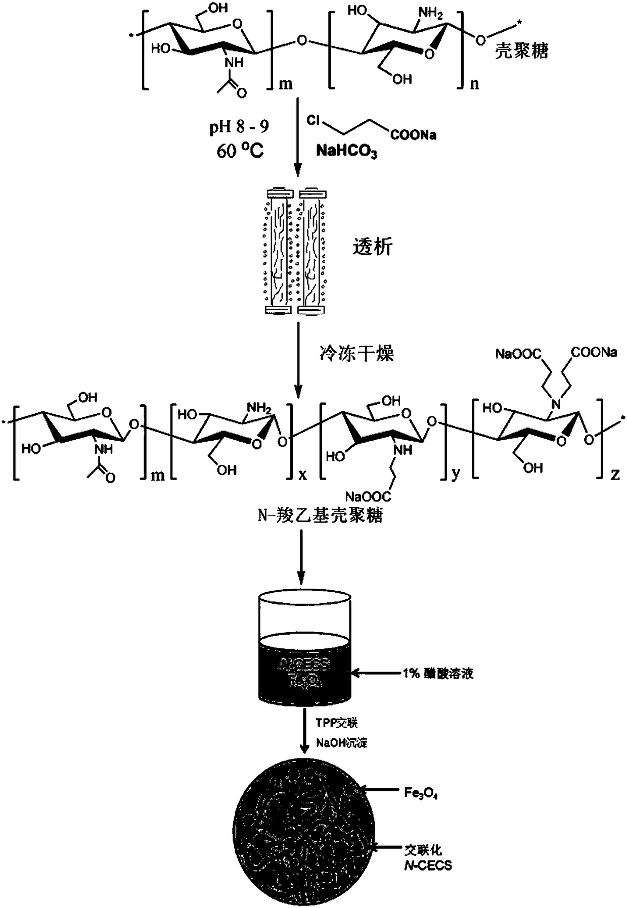 A kind of n-carboxyethyl chitosan nano magnetic beads and its preparation method and application