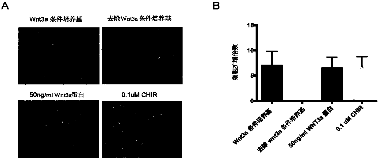 In-vitro amplification culture method and application of hepatocytes