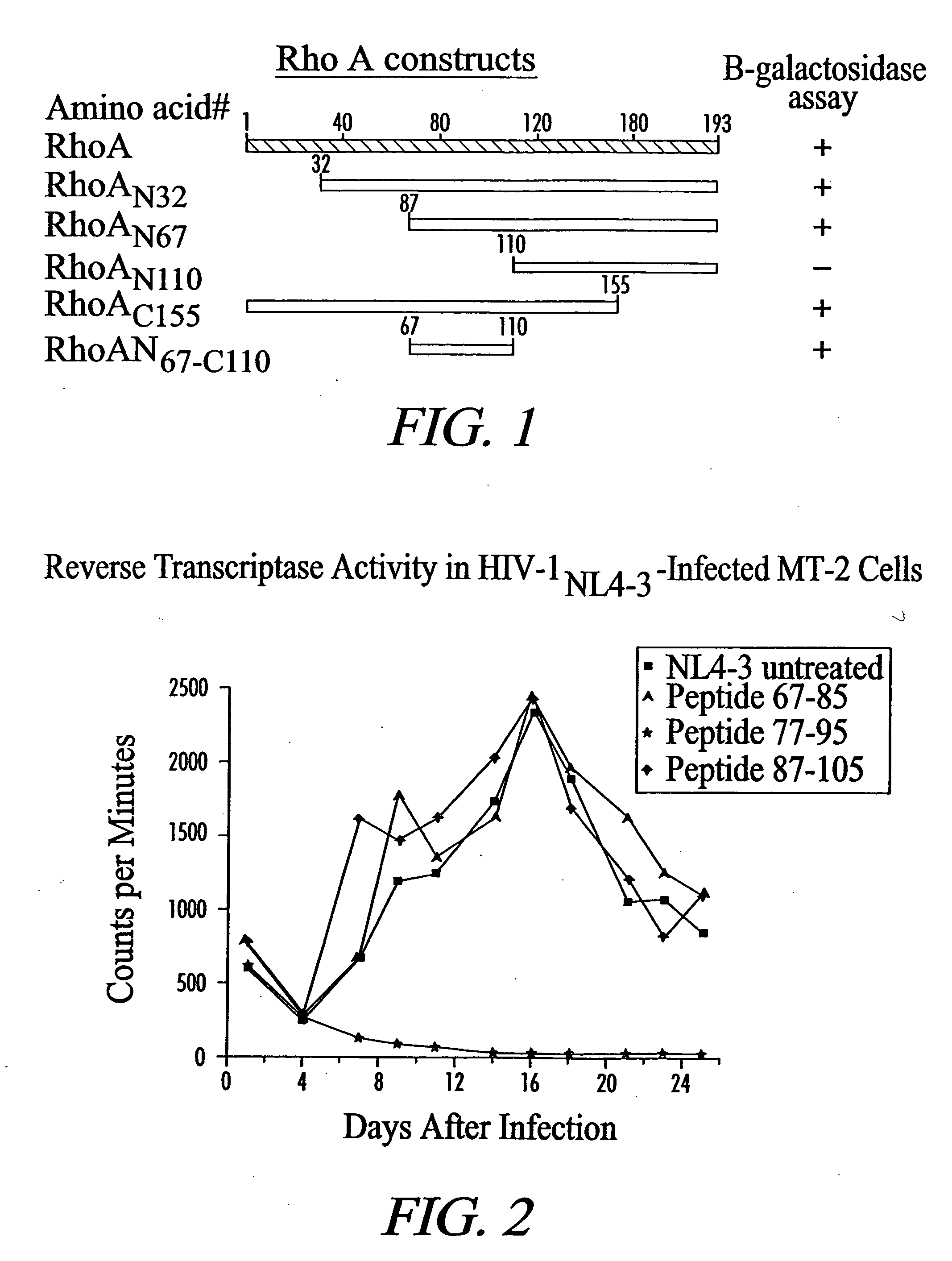 Inhibition of viral infection and spread with viral and RhoA-derived peptides