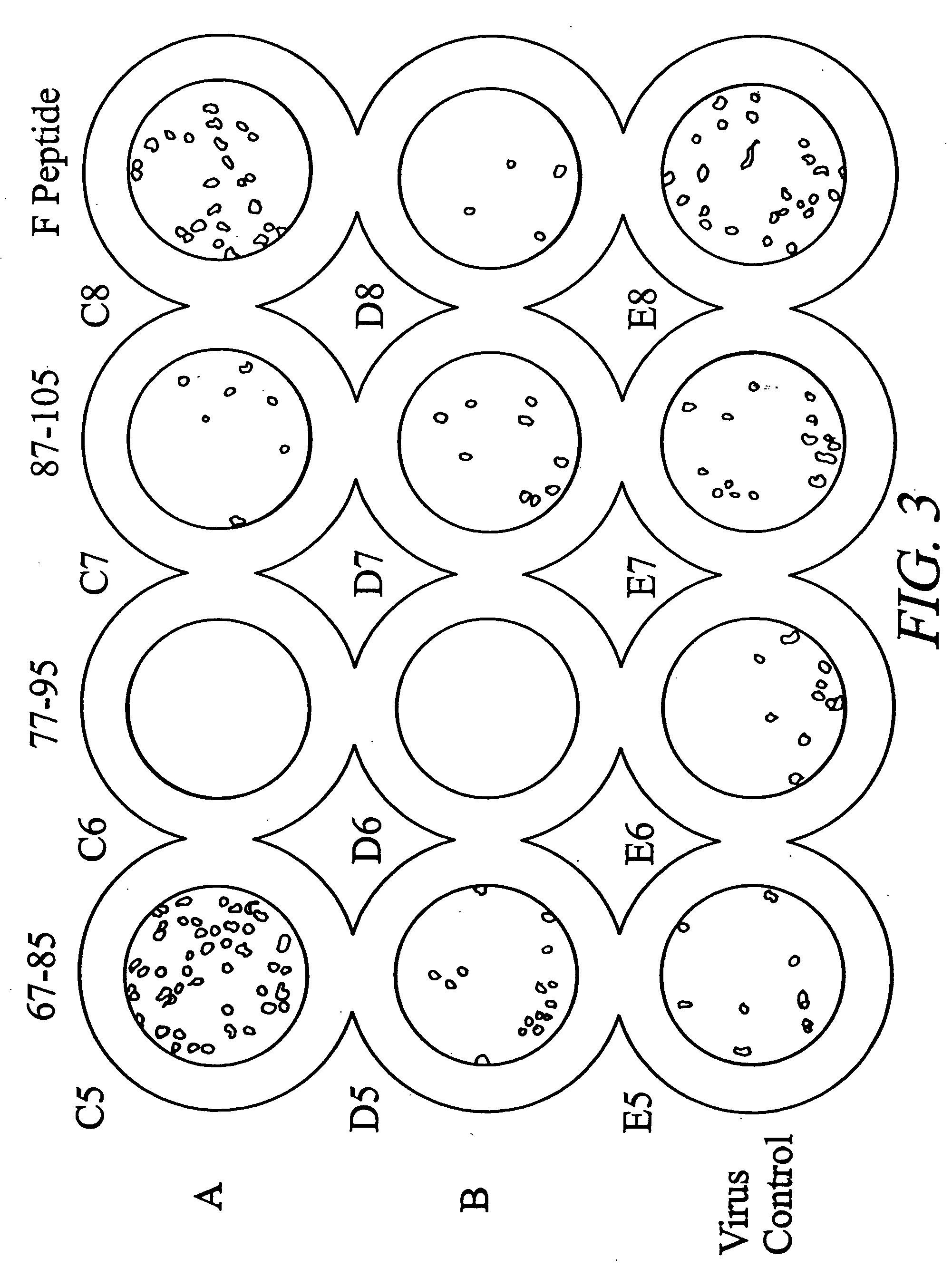 Inhibition of viral infection and spread with viral and RhoA-derived peptides