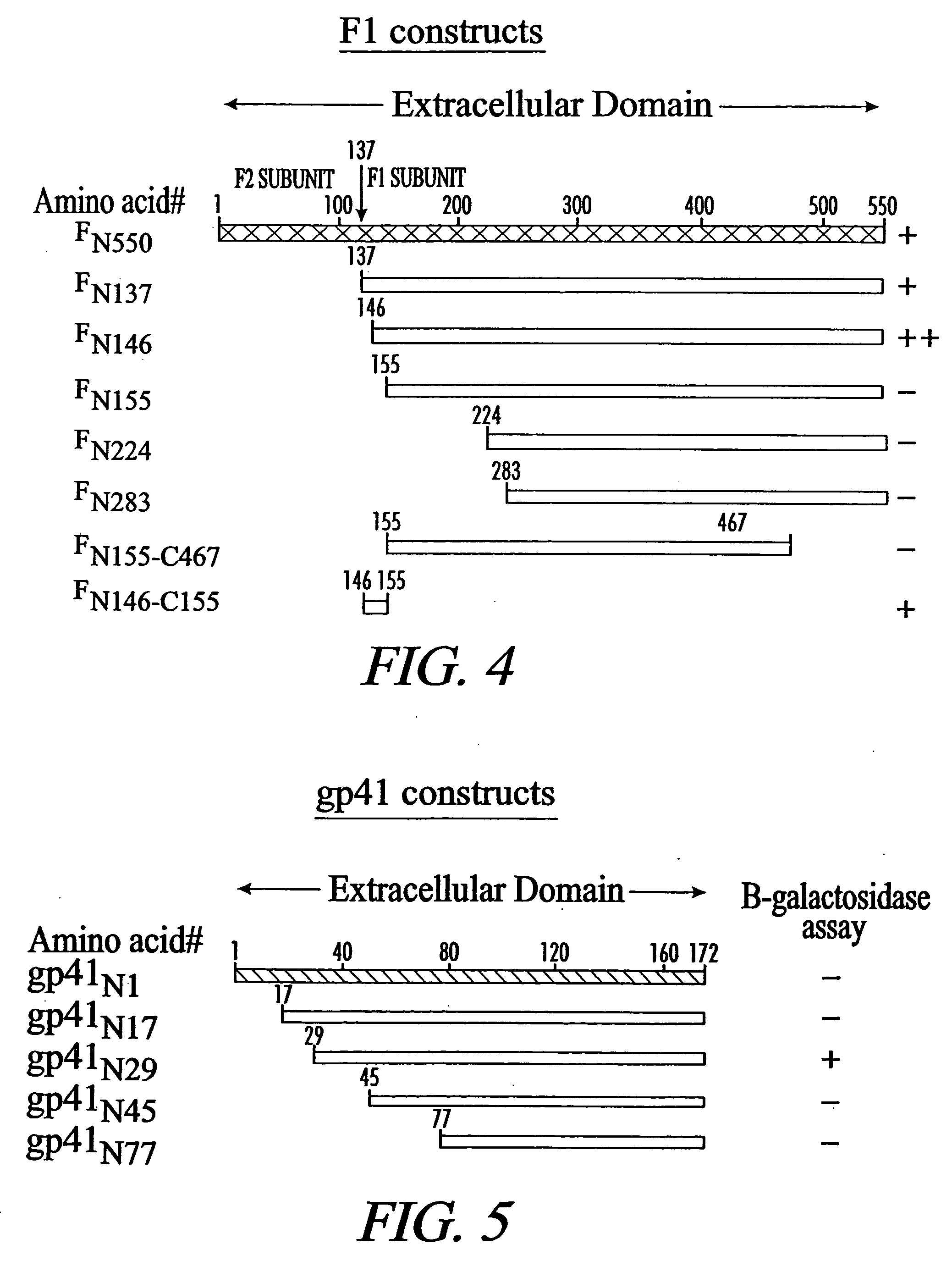 Inhibition of viral infection and spread with viral and RhoA-derived peptides