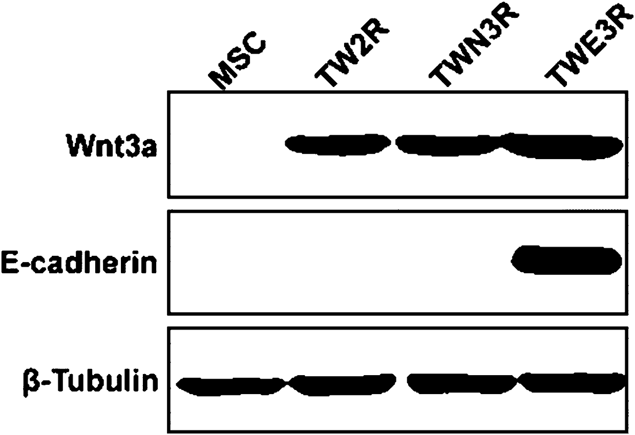 Preparation method of human embryonic stem cell growth-supporting humanized feeder layer cell