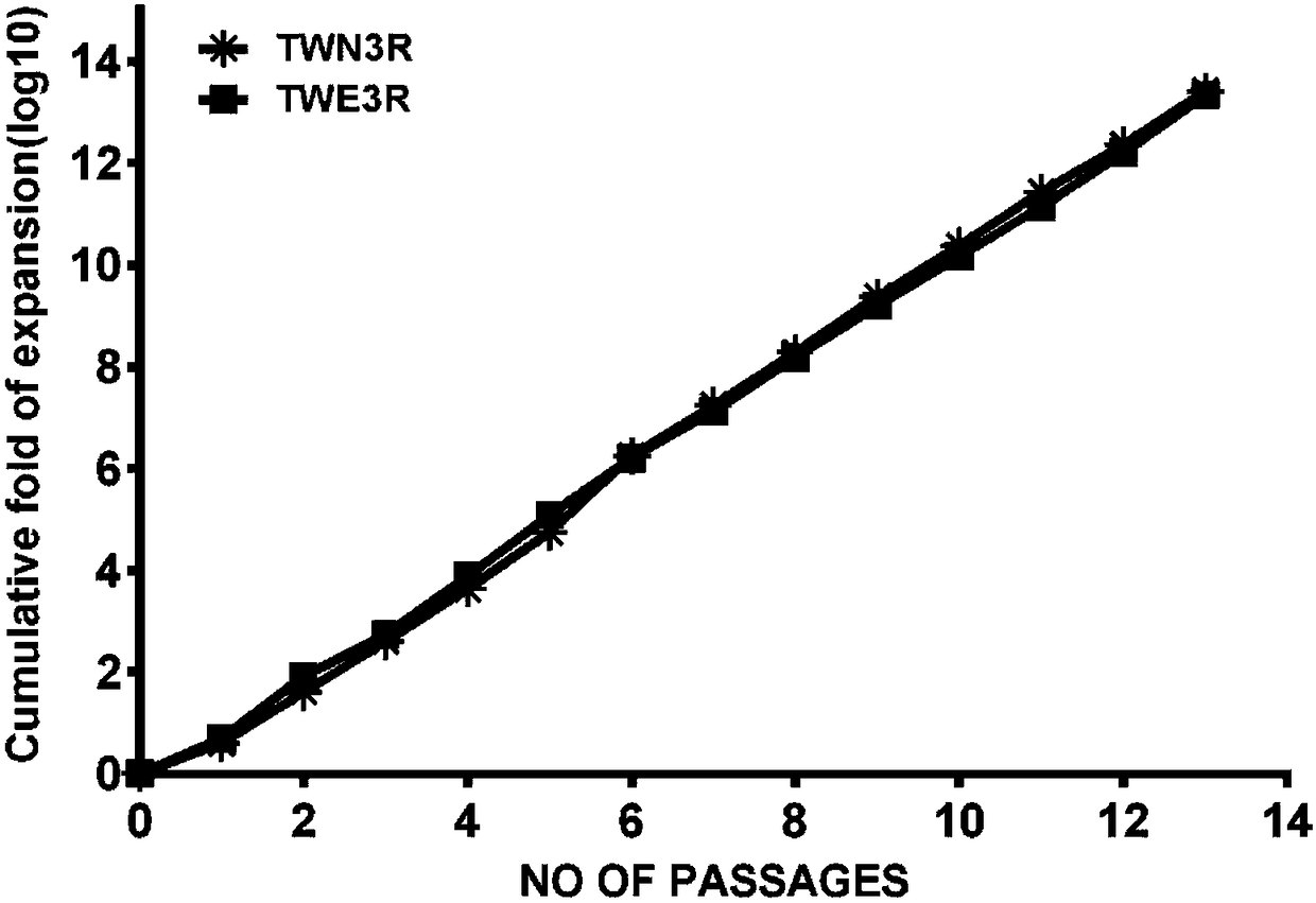 Preparation method of human embryonic stem cell growth-supporting humanized feeder layer cell