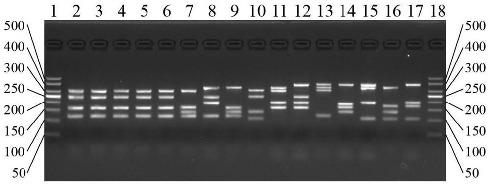 A kind of primer, kit and method for screening rice germplasm with early-growing and fast-growing tillers