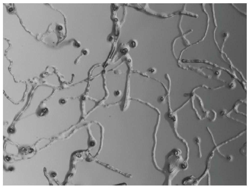 Rapid screening method for pollination male plants in actinidia arguta orchard and application