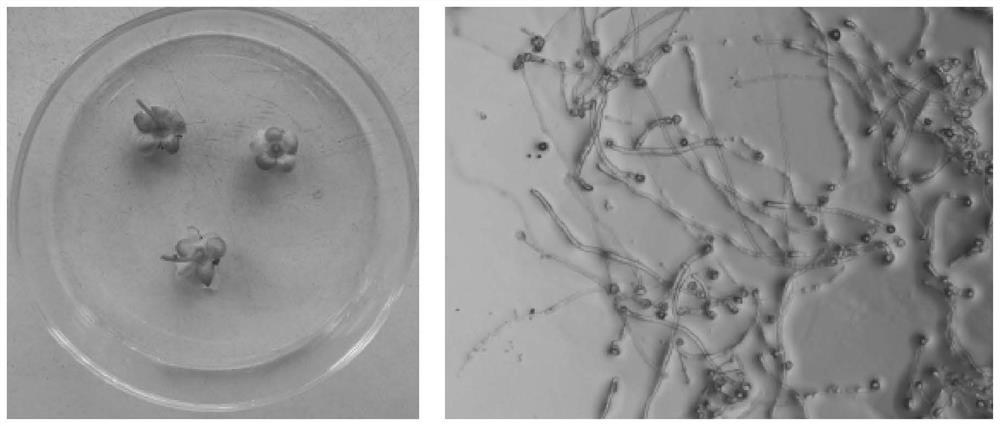 Rapid screening method for pollination male plants in actinidia arguta orchard and application