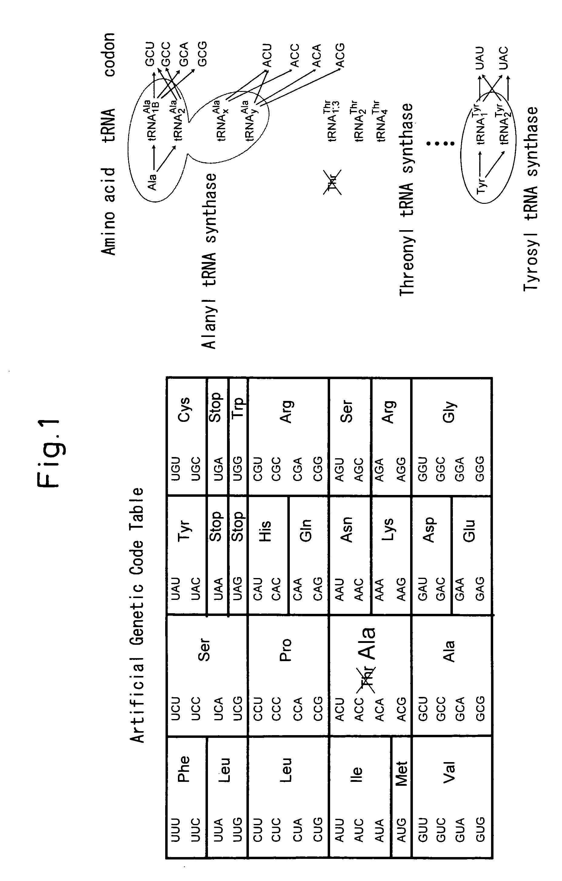 Process for producing functional non-naturally occurring proteins, and method for site-specific modification and immobilization of the proteins