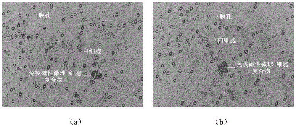 Immunomagnetic Microspheres for Capture of Circulating Tumor Cells in Peripheral Blood