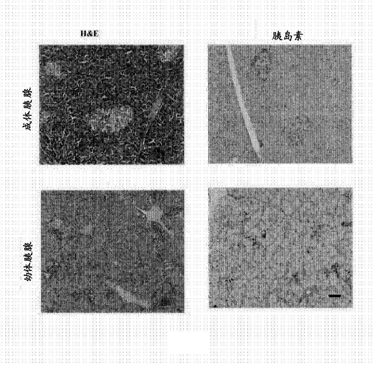 Ex vivo maturation of islet cells