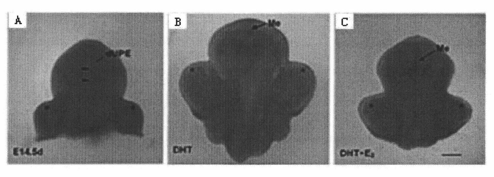 Method for culturing and establishing extracorporeal hypospadias model by utilizing genital tubercle organ