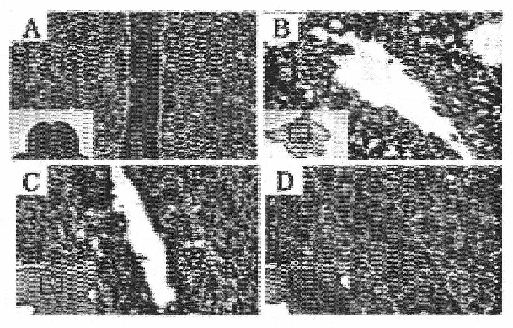 Method for culturing and establishing extracorporeal hypospadias model by utilizing genital tubercle organ