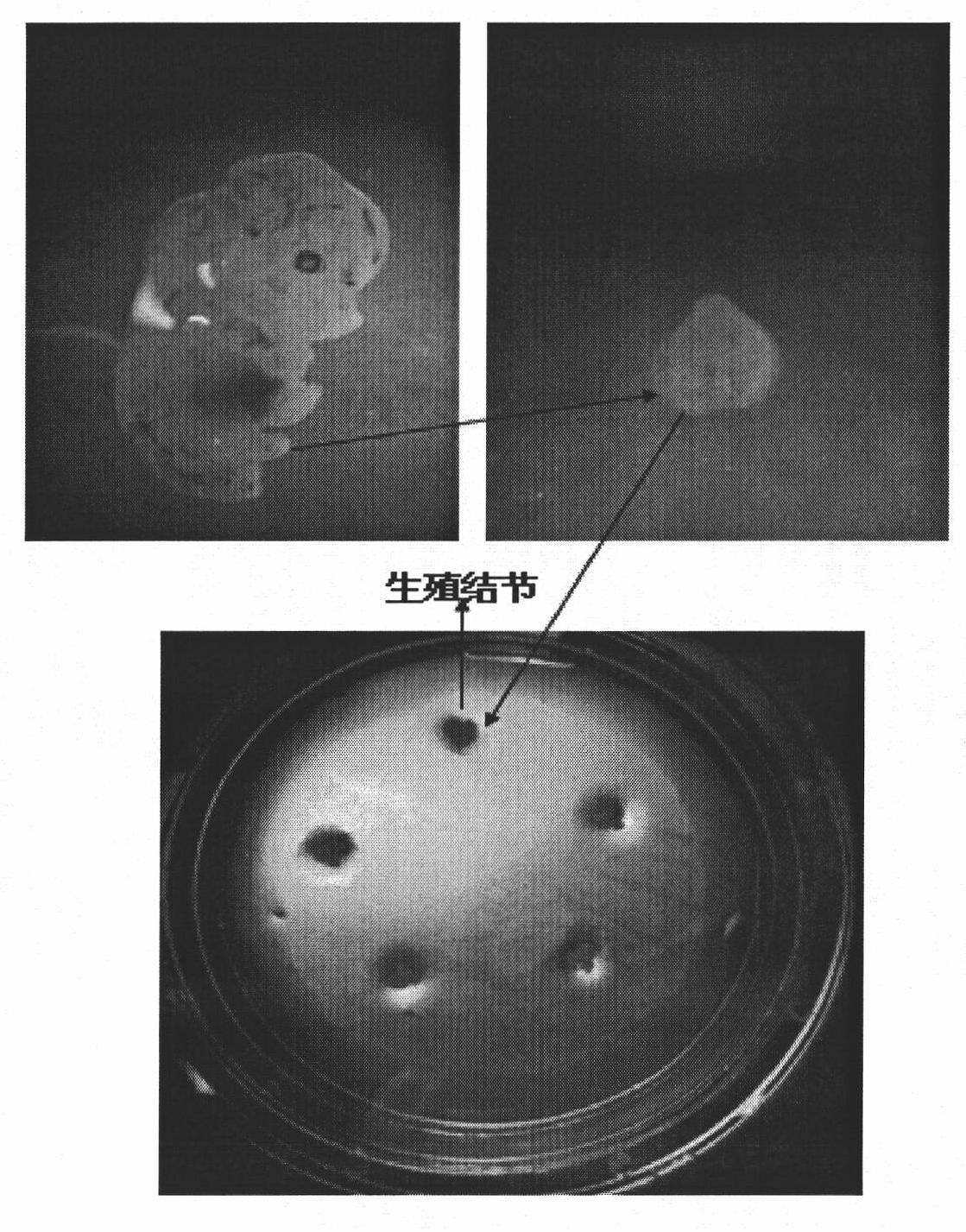 Method for culturing and establishing extracorporeal hypospadias model by utilizing genital tubercle organ