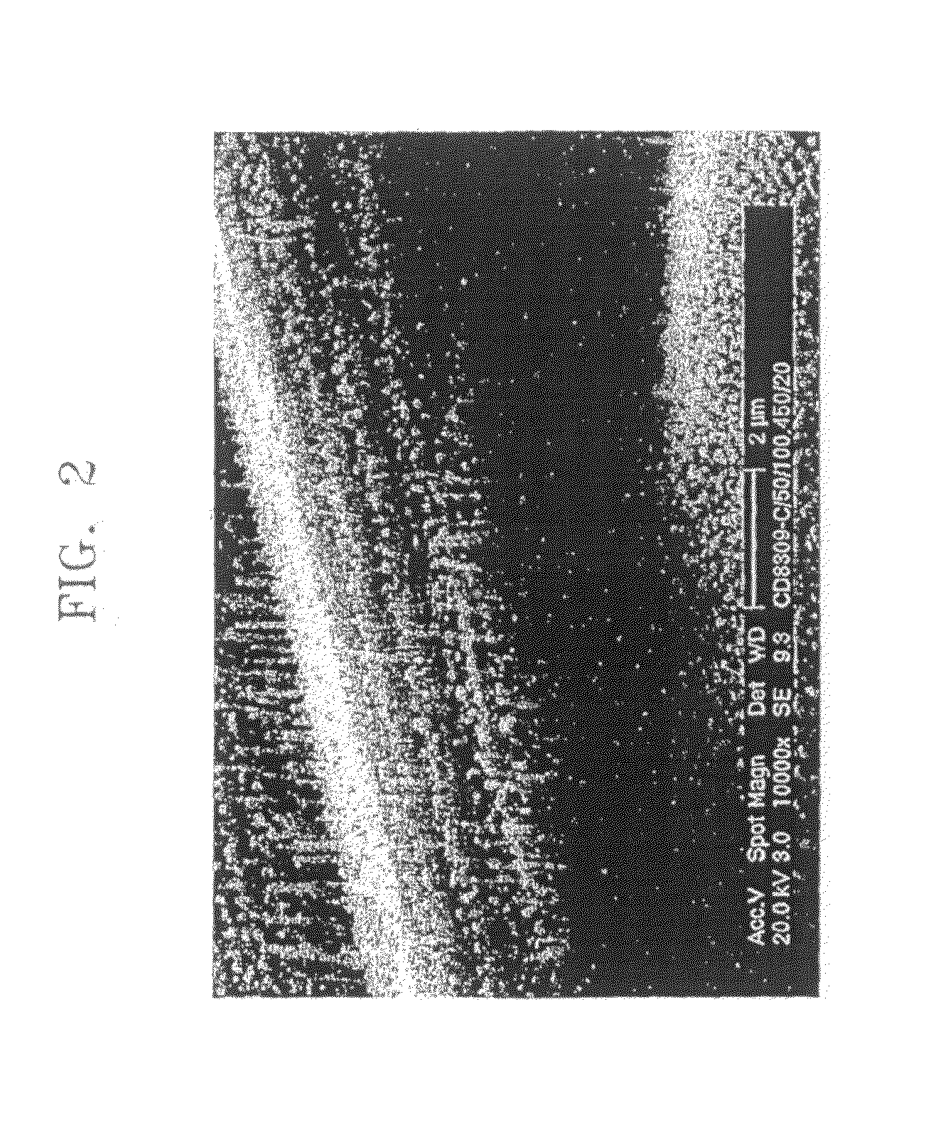 Carbon nanotube for fuel cell, nanocomposite comprising the same, method for making the same, and fuel cell using the same