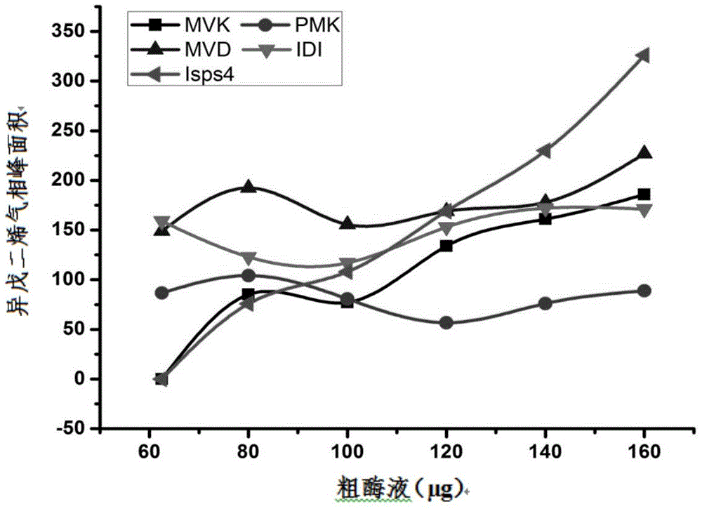 Method for producing isoprene by in vitro enzymatic reaction and application of isoprene