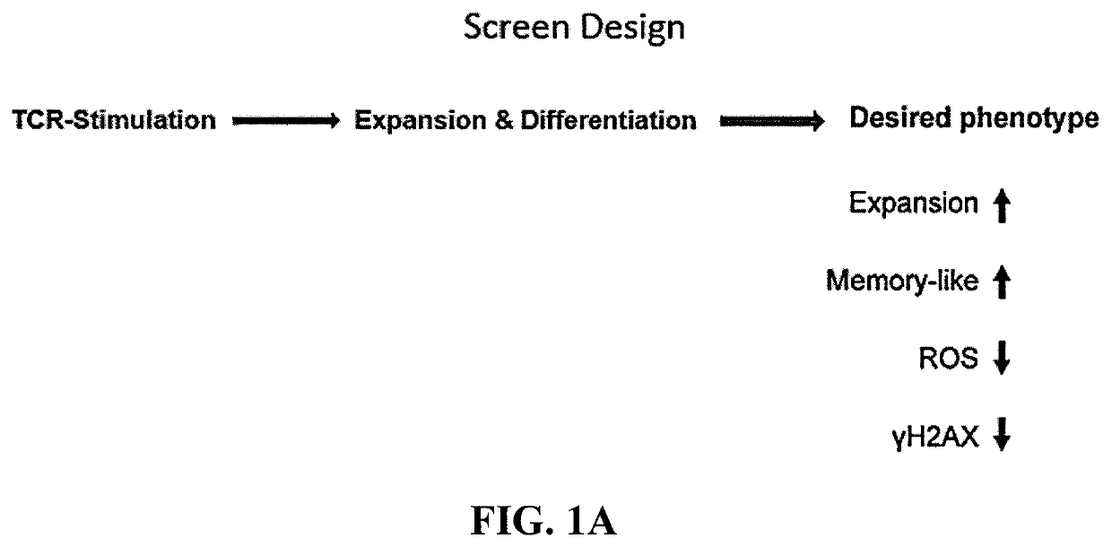 Methods of producing t cell populations using p38 mapk inhibitors