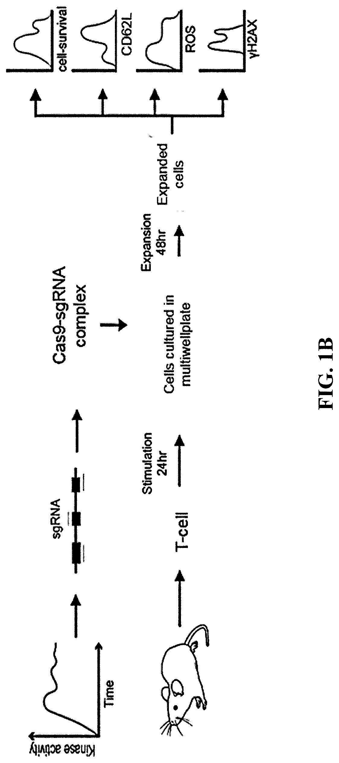 Methods of producing t cell populations using p38 mapk inhibitors