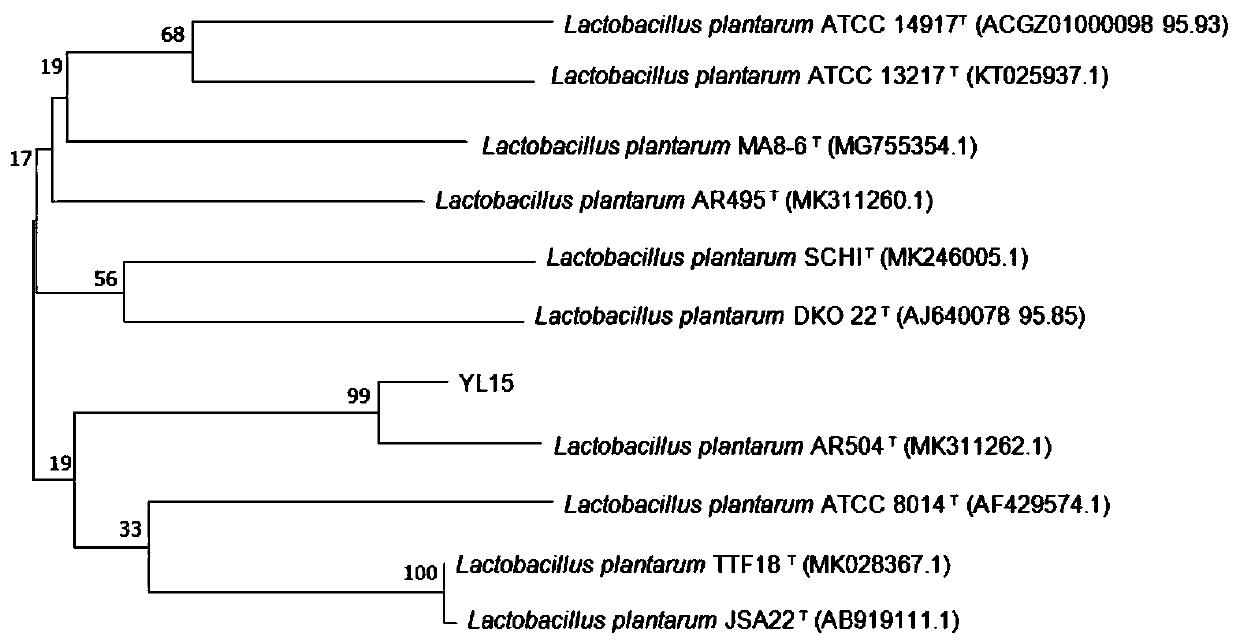 Lactobacillus plantarum YL15 and application thereof in red wine flavored yogurt